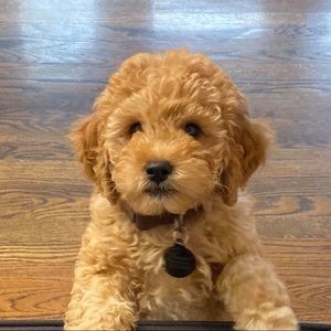 Meet your Posher, Liam